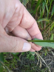 Lolium giganteum