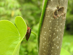Ascra cordifera