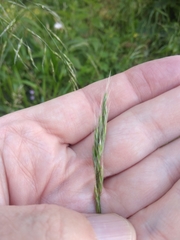 Lolium giganteum