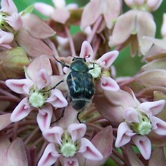 Trichiotinus piger