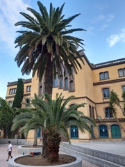Phoenix canariensis