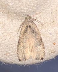 Olethreutes exoletum