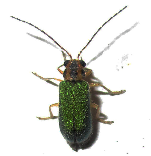 Genus Apophylia · iNaturalist