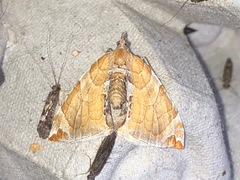 Eulithis molliculata