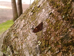 Sangalopsis microleuca