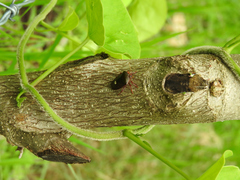Ascra cordifera