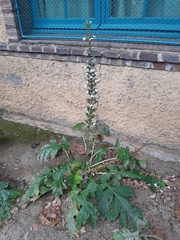 Acanthus mollis