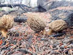 Morchella tomentosa