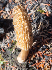 Morchella tomentosa