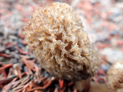 Morchella tomentosa