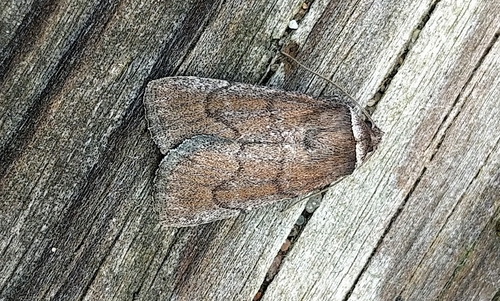 Brown Sallow
