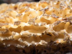 Morchella tomentosa