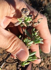 Lampranthus haworthii