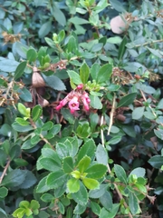 Magnoliopsida