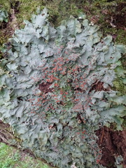 Ricasolia amplissima