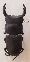Dorcus hopei binodulosus