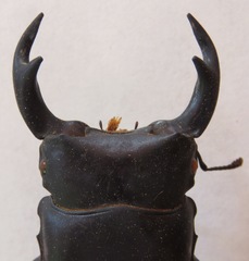 Dorcus hopei binodulosus