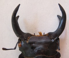 Dorcus hopei binodulosus