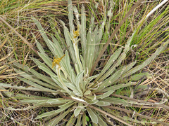 Espeletia boyacensis