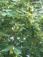 Tipuana tipu