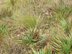 Espeletia boyacensis
