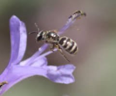Halictus tripartitus