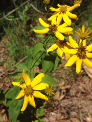 Coreopsis verticillata