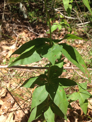 Coreopsis verticillata