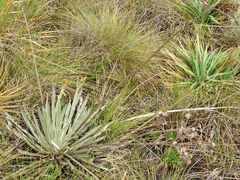 Espeletia boyacensis