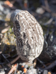 Morchella tomentosa