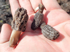Morchella tomentosa