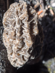 Morchella tomentosa