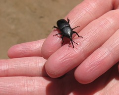 Scyphophorus