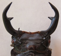 Dorcus curvidens curvidens