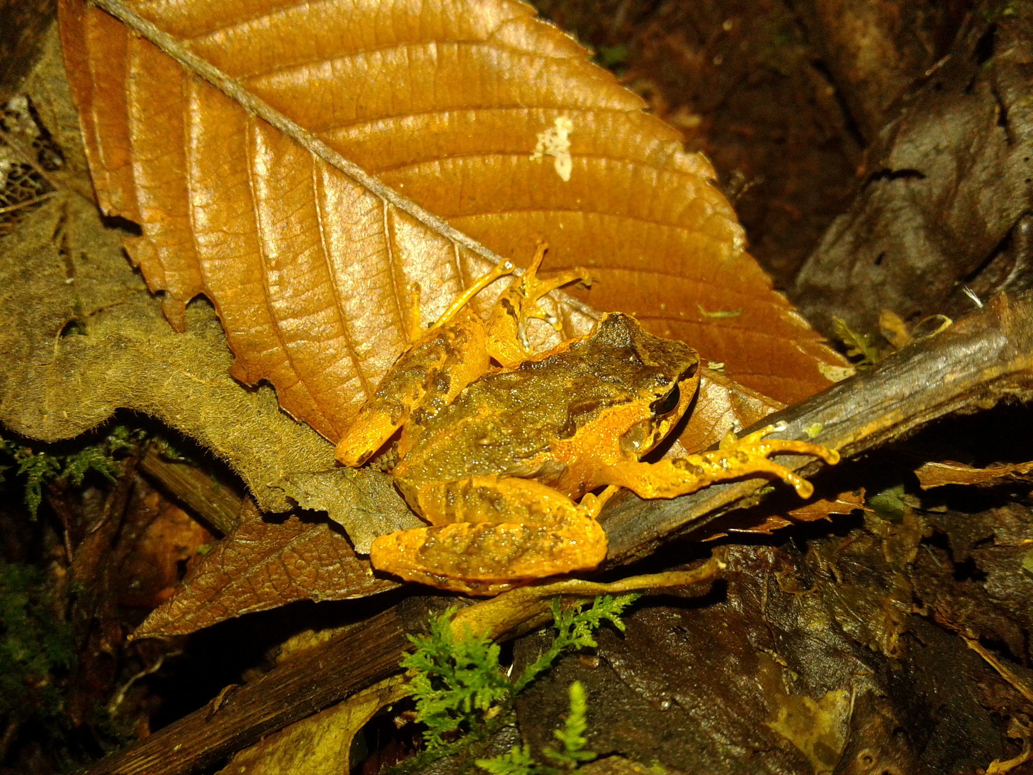 Dary's Frog photo 4