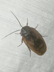 Homoeogamia mexicana