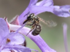 Halictus tripartitus