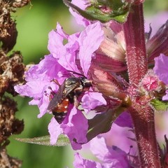 Epeoloides coecutiens