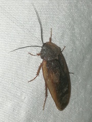 Homoeogamia mexicana