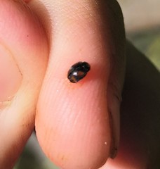 Nephus quadrimaculatus