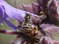 Halictus tripartitus