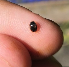 Nephus quadrimaculatus