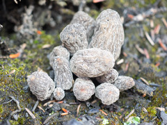 Morchella tomentosa