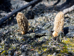 Morchella tomentosa