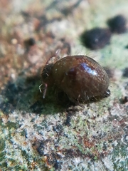 Allacma fusca