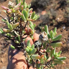 Lampranthus haworthii