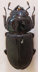 Dorcus curvidens curvidens