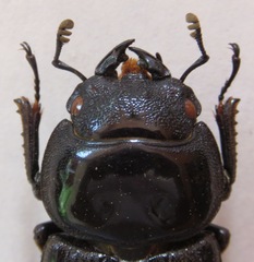 Dorcus curvidens curvidens