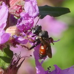 Epeoloides coecutiens