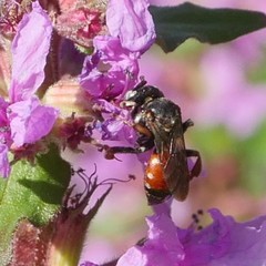 Epeoloides coecutiens